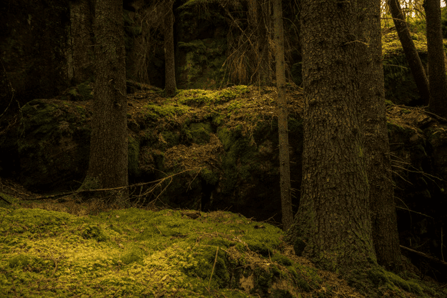 freepik photo background forest